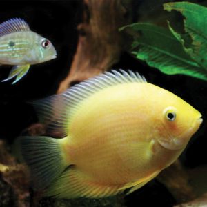 fish-500px fish tank