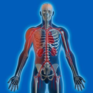 HumanBody human body